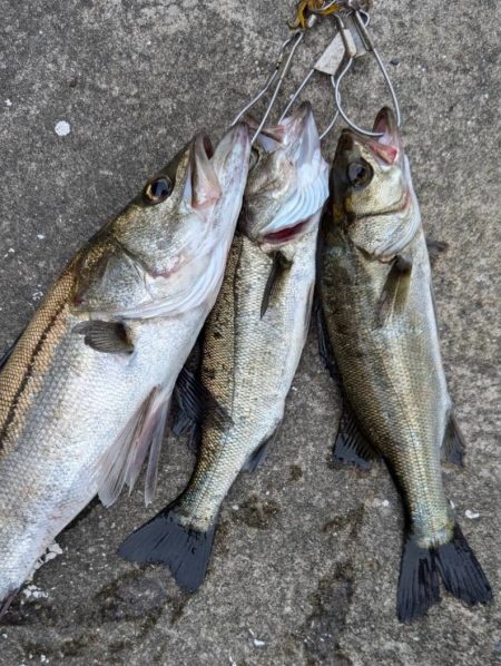 エビ撒きでハネ釣れました