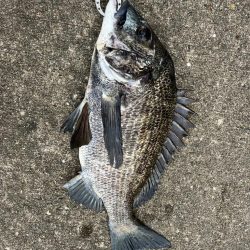 おチヌさん狙いでエビ撒き