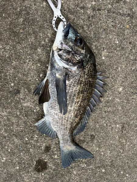 おチヌさん狙いでエビ撒き