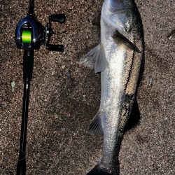 クリクリ目玉のシーバスが釣れた