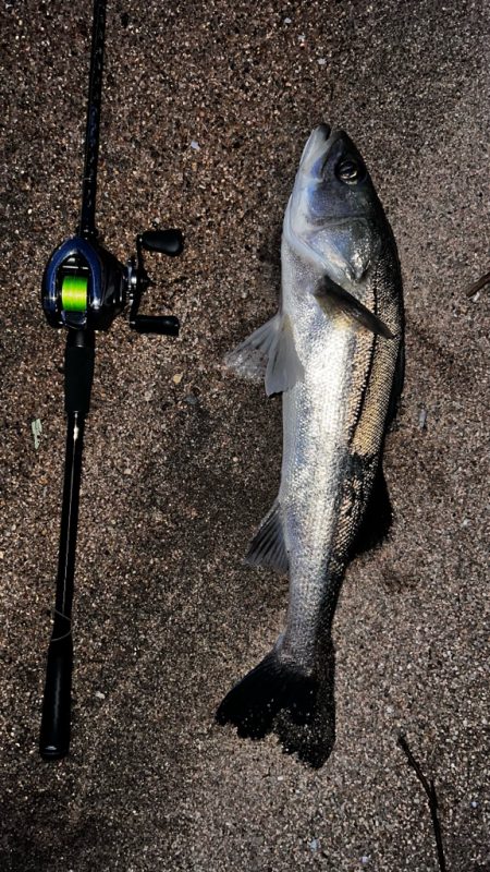 クリクリ目玉のシーバスが釣れた