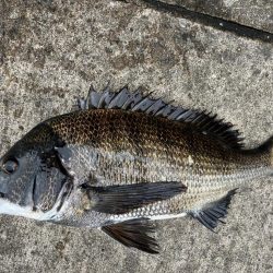 渋過ぎます　おチヌさん