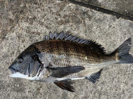 渋過ぎます　おチヌさん