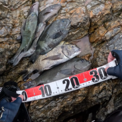 梅雨グレ祭り！