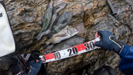 梅雨グレ祭り！