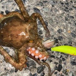 タコは気まぐれ 12