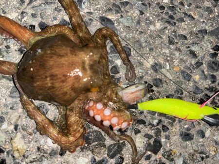 タコは気まぐれ　12