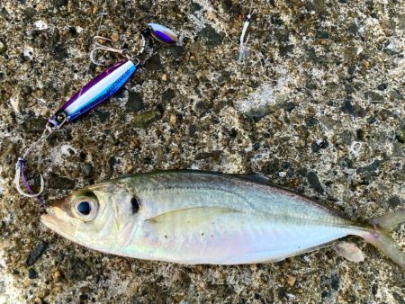 マキマキ＋ジギングサビキ最強にゃ！