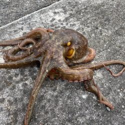 久しぶりのタコ釣り