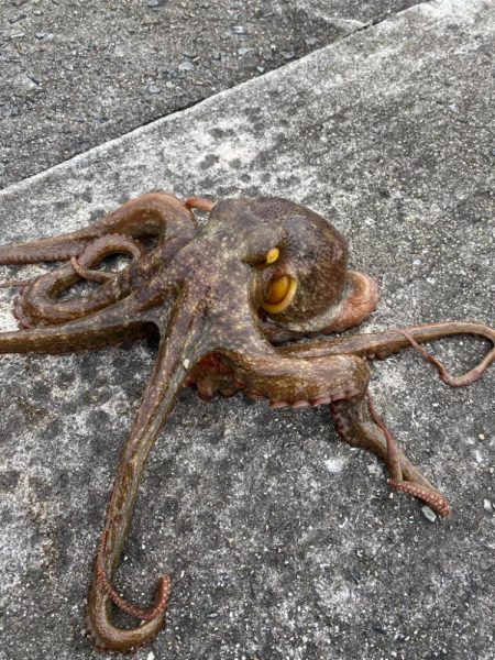 久しぶりのタコ釣り