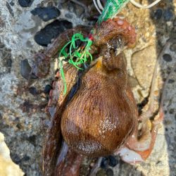 オクトパッシング17