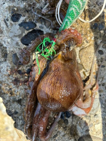 オクトパッシング17