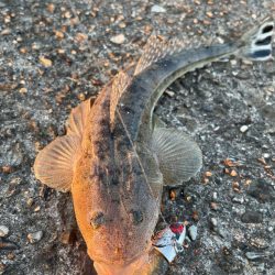 久々の放課後釣行