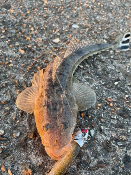 久々の放課後釣行