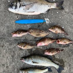 ガシラの活性高く２０センチオーバー釣れます