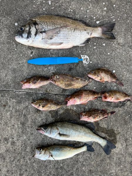 ガシラの活性高く２０センチオーバー釣れます…