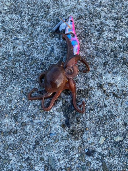 タコ釣り！
