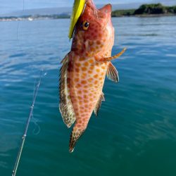 錦江湾異常なし