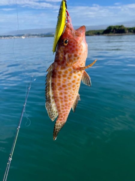 錦江湾異常なし