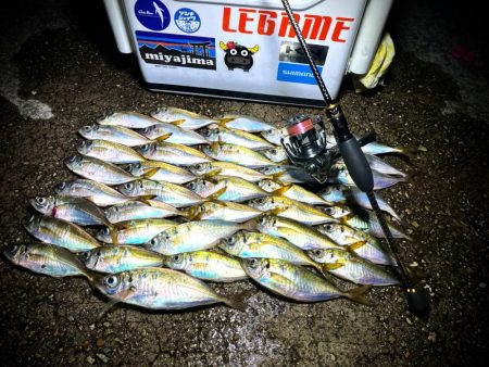 数釣りアジング