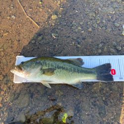 灼熱の琵琶湖で