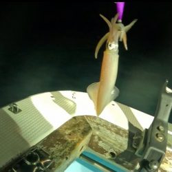 イカメタル爆釣