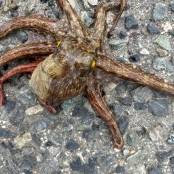 タコは気まぐれ 11