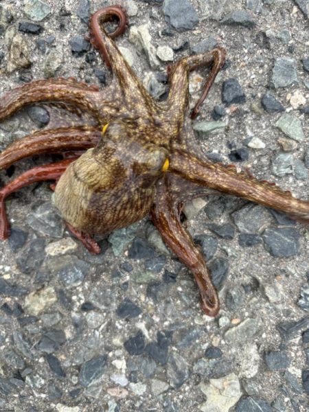 タコは気まぐれ 11