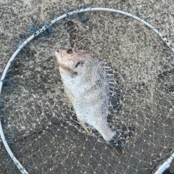 チヌ+タコ狙いで！