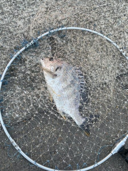 チヌ+タコ狙いで！