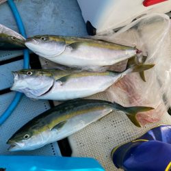 今年の夏ハマチはコンディション良さそう