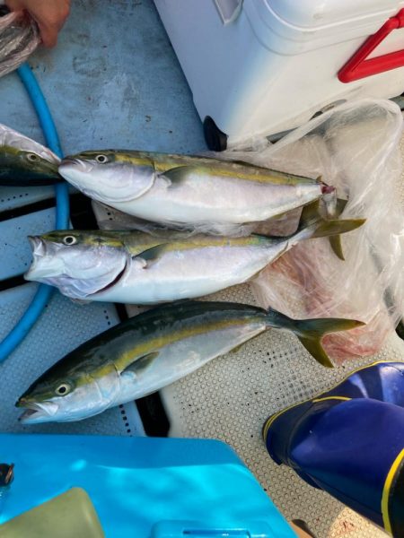 今年の夏ハマチはコンディション良さそう