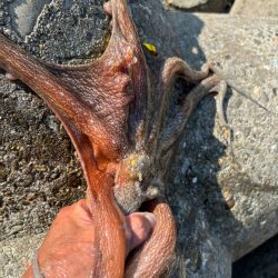 オクトパッシング15