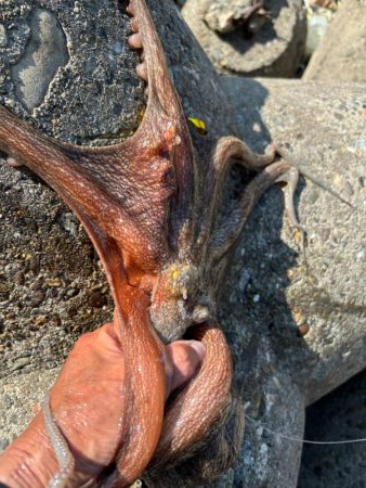 オクトパッシング15