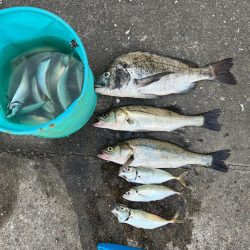 エビ撒き 活性高いです