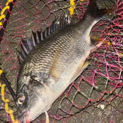 ヘチってきました