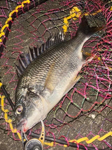 ヘチってきました