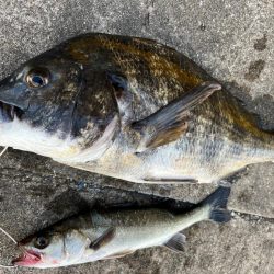 下潮釣行 時合いは一瞬でさした