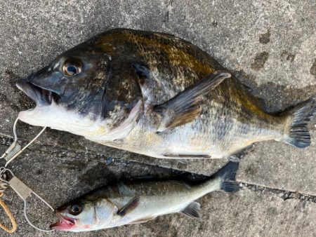 下潮釣行　時合いは一瞬でさした