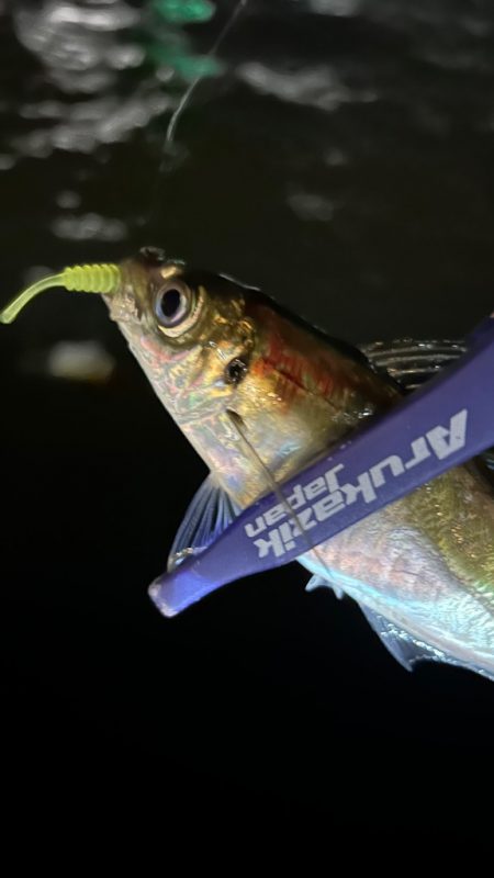 再調査アジング