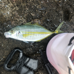 ショアからシマアジ！