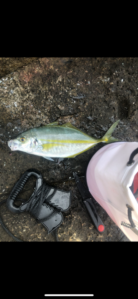 ショアからシマアジ！