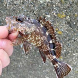 豆アジング調査