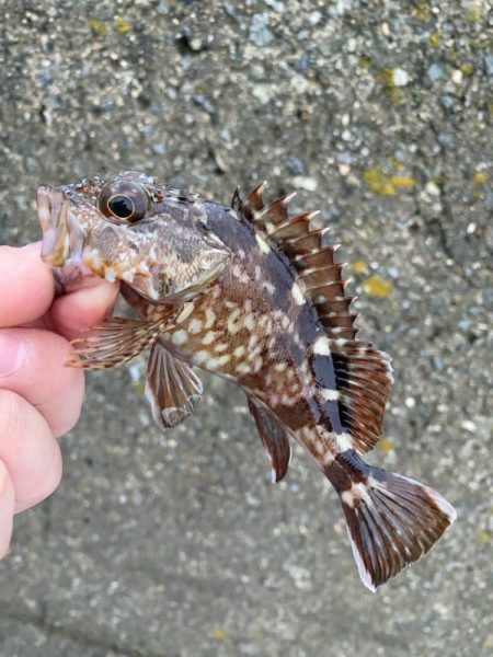 豆アジング調査