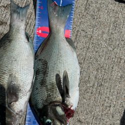 魚津港フカセ釣り
