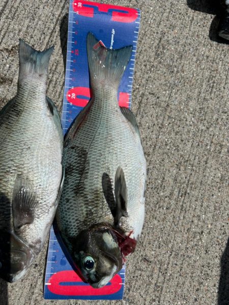 魚津港フカセ釣り