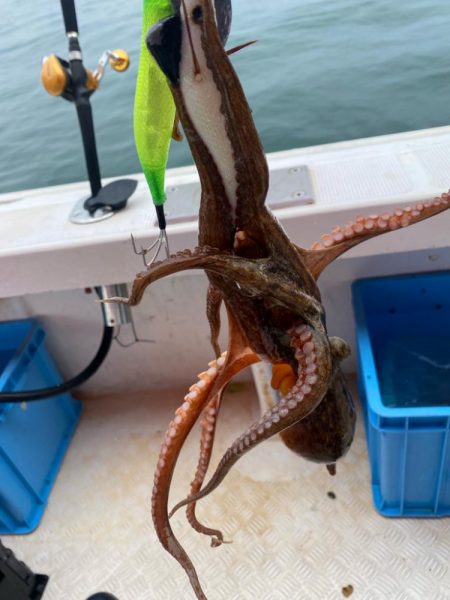 明石 タコ釣り