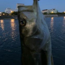 夏の朝シーバス