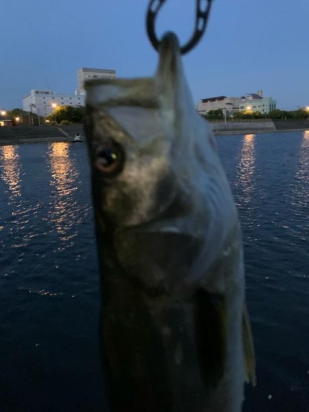 夏の朝シーバス