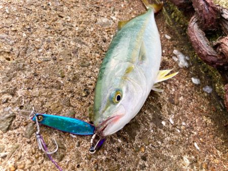 キビナグローもいい感じに釣れますにゃー